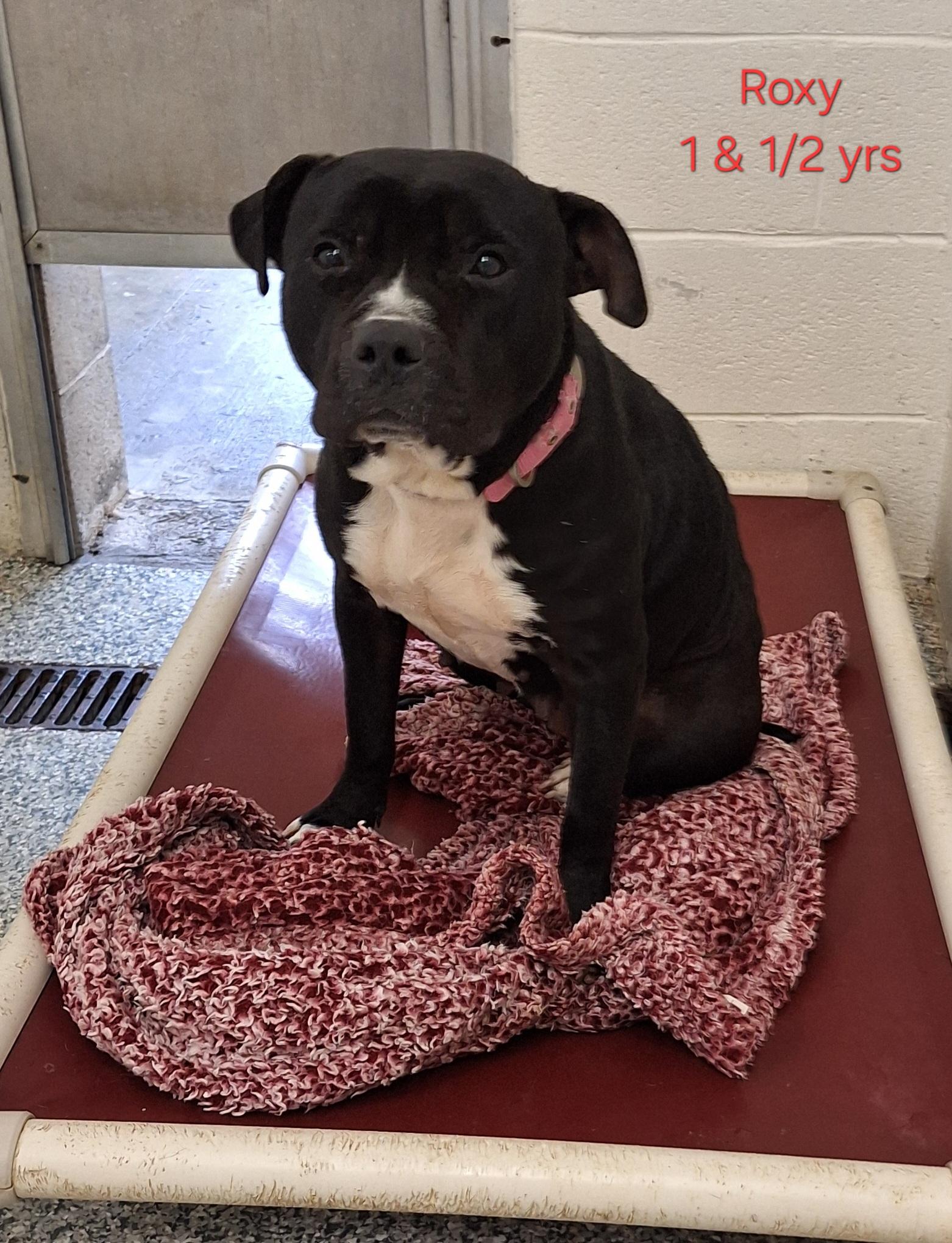 Roxy, a Adoptable American Staffordshire Terrier in Stanton, KY image 1/6