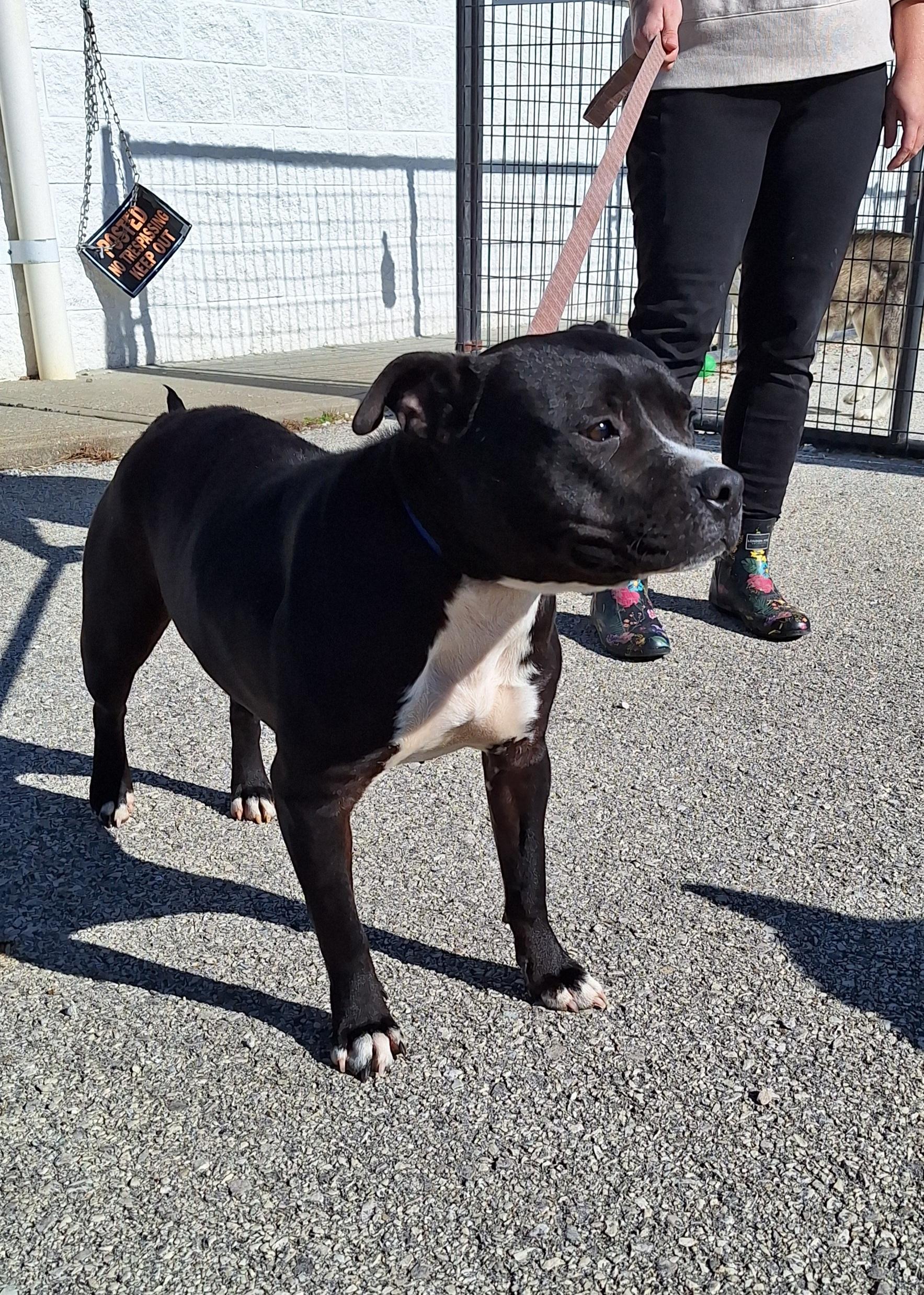 Roxy, a Adoptable American Staffordshire Terrier in Stanton, KY image 2/6