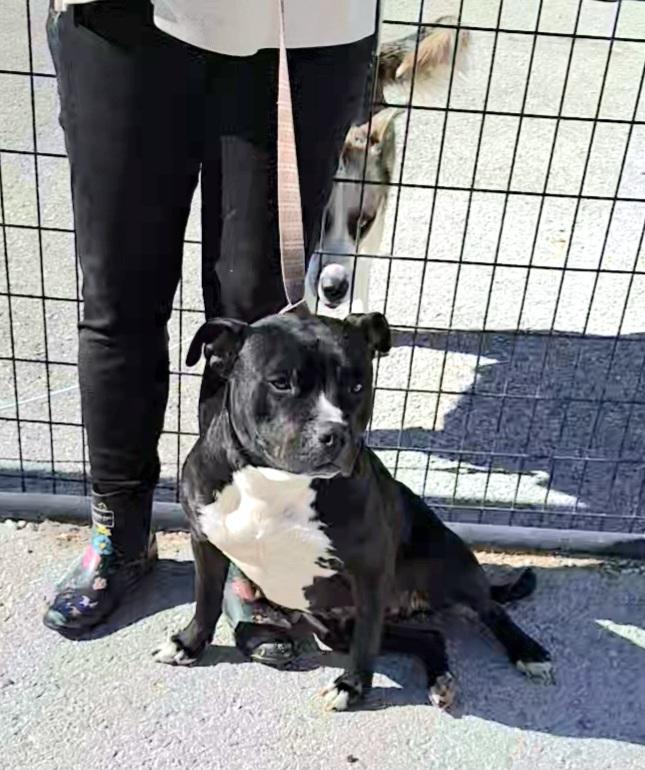 Roxy, a Adoptable American Staffordshire Terrier in Stanton, KY image 3/6