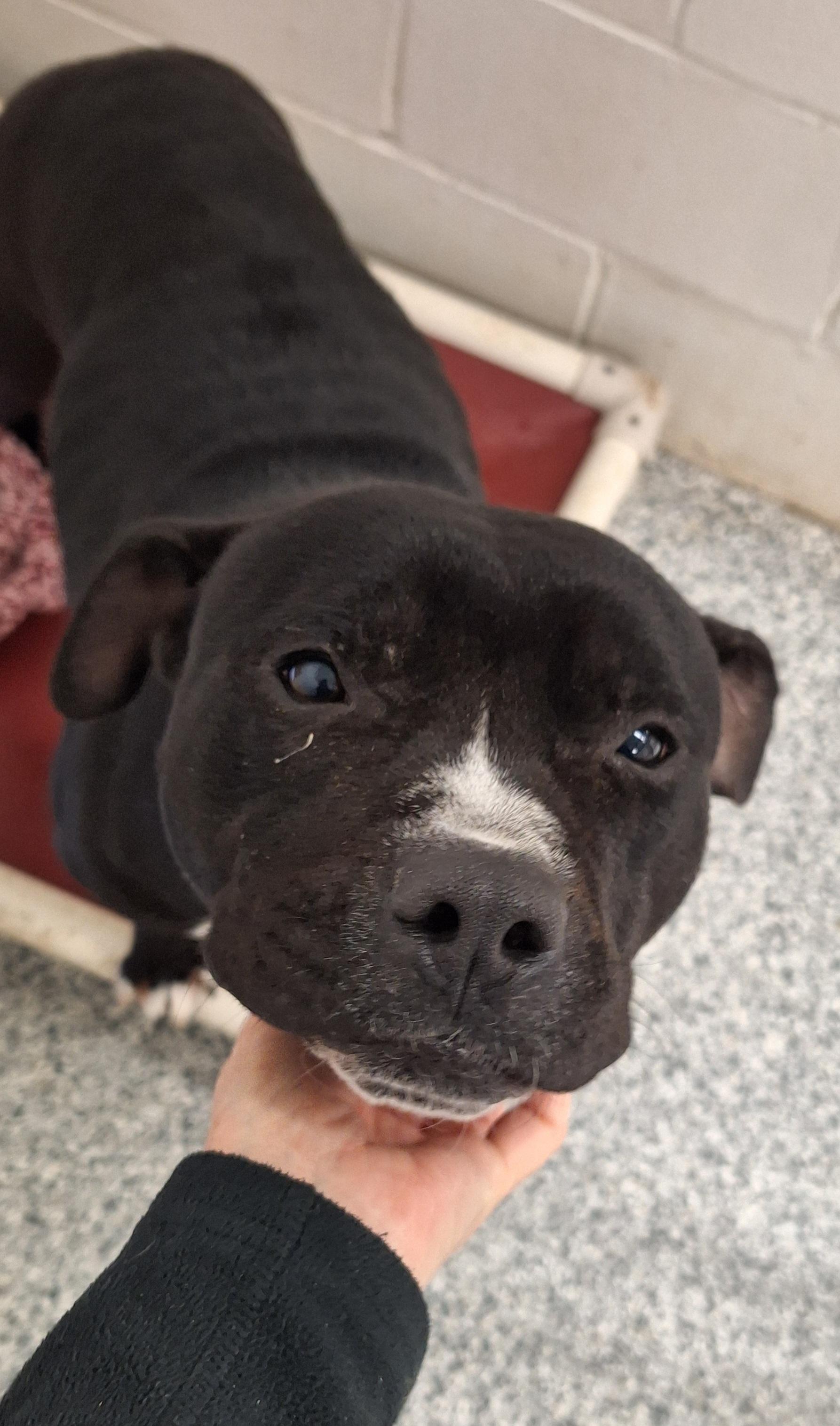 Roxy, a Adoptable American Staffordshire Terrier in Stanton, KY image 4/6