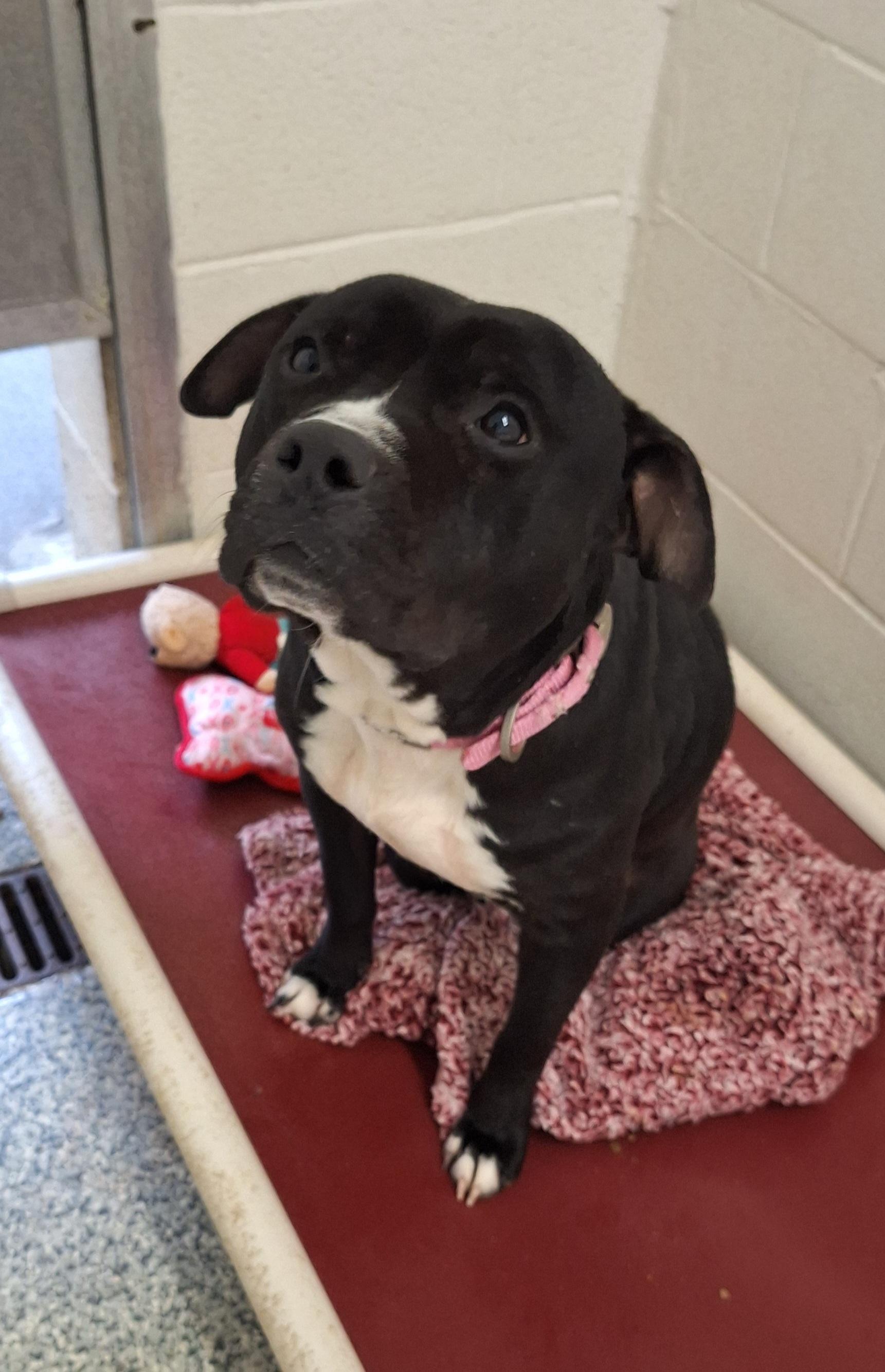 Roxy, a Adoptable American Staffordshire Terrier in Stanton, KY image 5/6