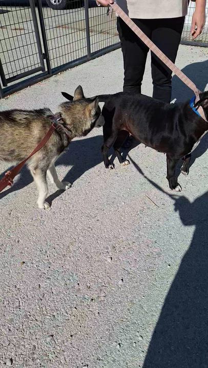 Enlarge Roxy, a Adoptable American Staffordshire Terrier in Stanton, KY video 6/6