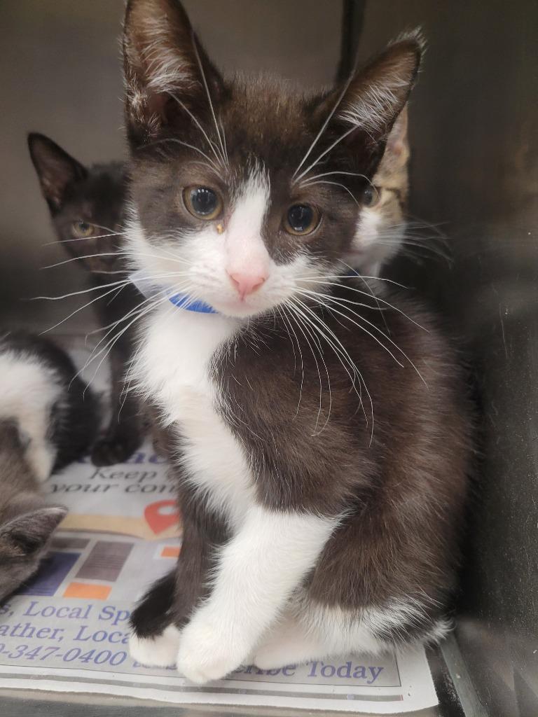 Tacoma, Adoptable, Kitten Male Domestic Short Hair.