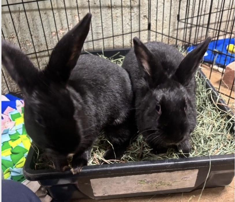 MAPLE & PENNY (Fixed bonded females) (Pen 3), Adoptable, Young Male Rex.