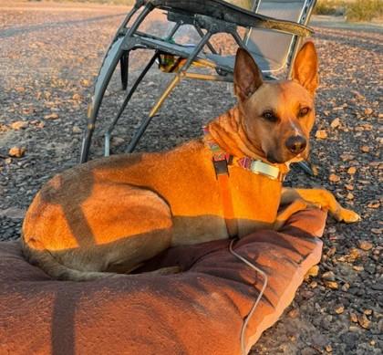 Enlarge Bingo, a Adoptable Mixed Breed in Portola, CA image 2/3