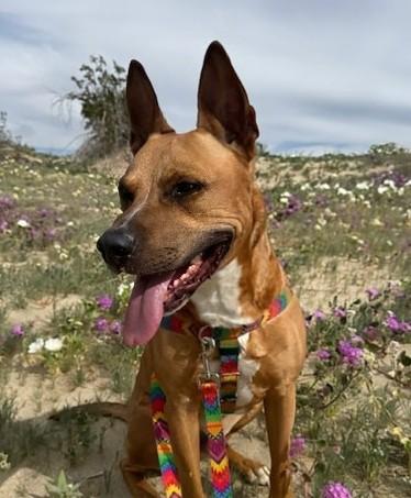 Enlarge Bingo, a Adoptable Mixed Breed in Portola, CA image 3/3