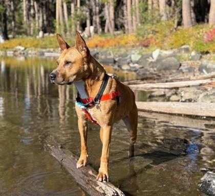 Enlarge Bingo, a Adoptable Mixed Breed in Portola, CA image 1/2