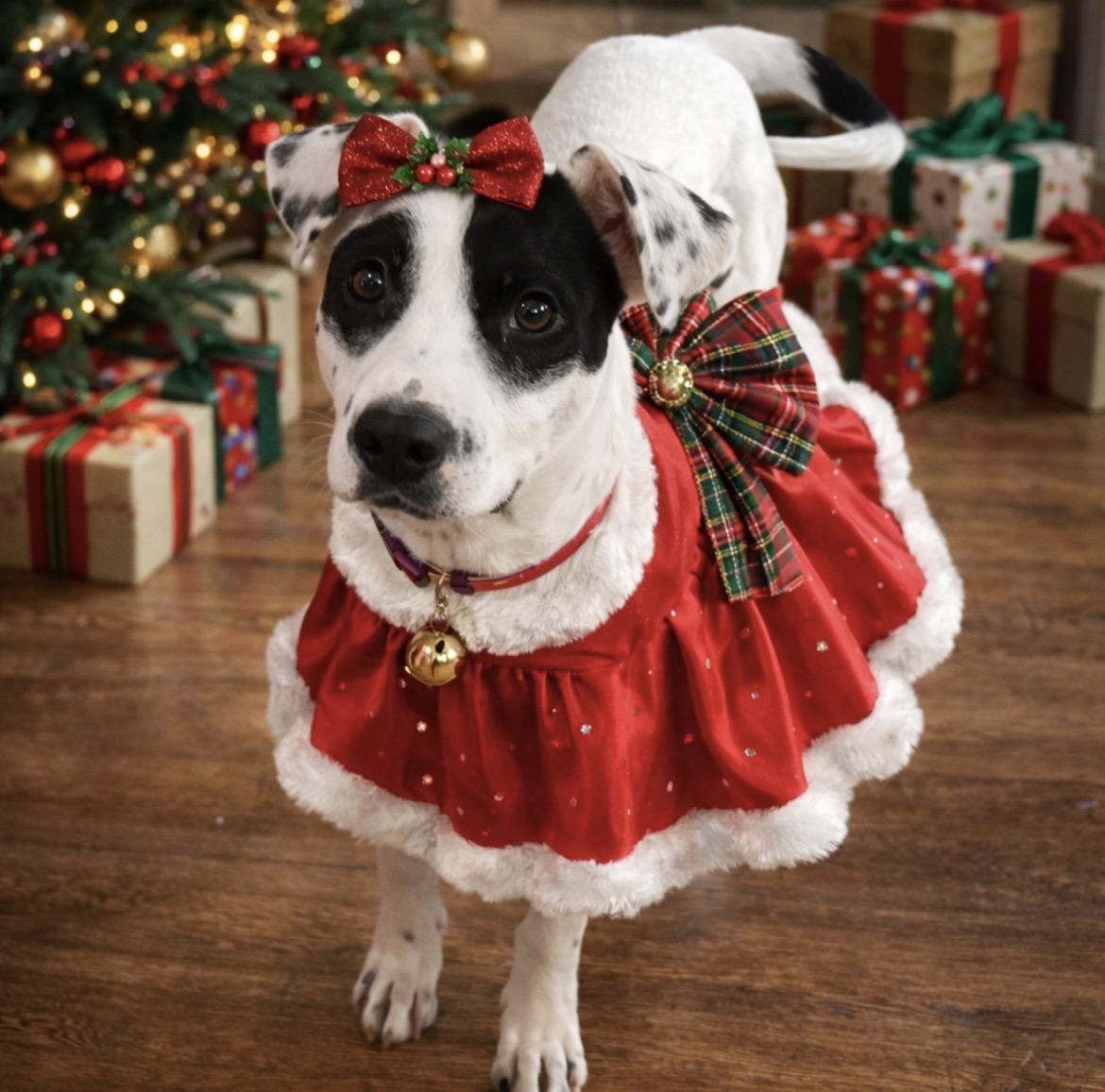 Juliette, Adoptable, Adult Female English Pointer.