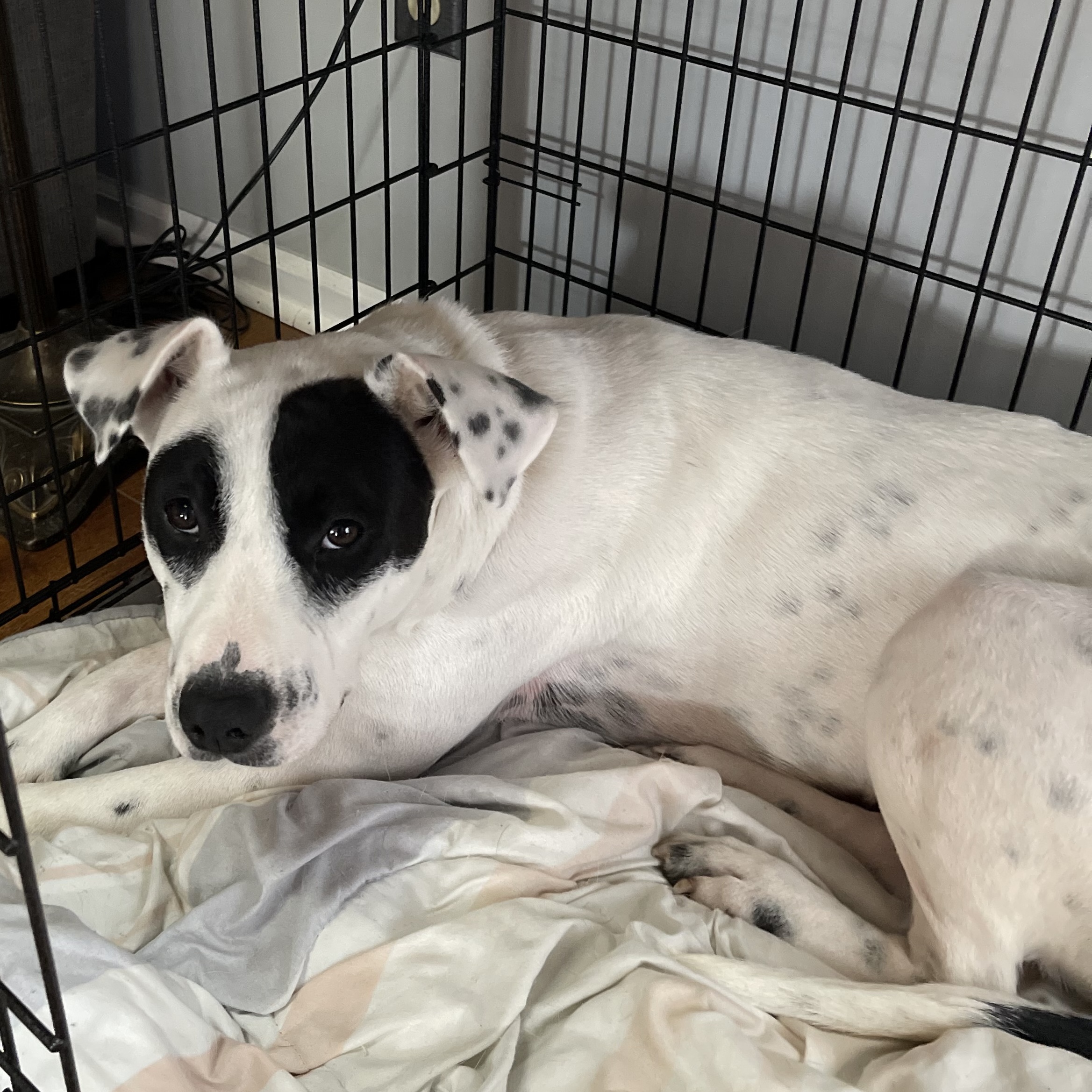 Juliette, a Adoptable English Pointer in Spring hill, TN image 2/4