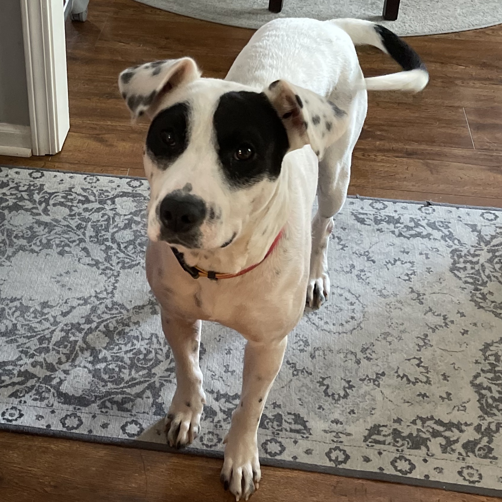Juliette, a Adoptable English Pointer in Spring hill, TN image 3/4