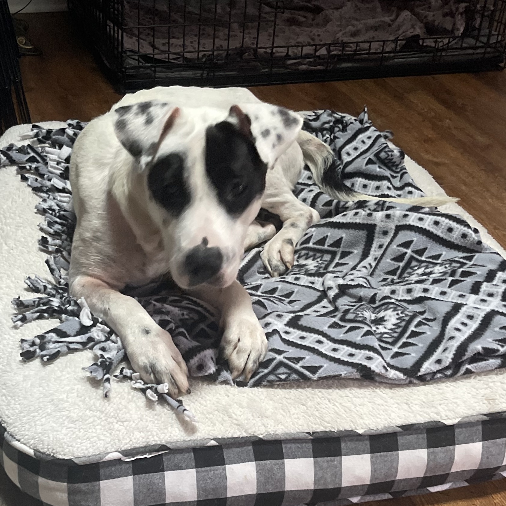 Juliette, a Adoptable English Pointer in Spring hill, TN image 4/4