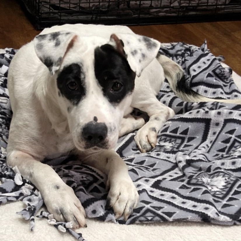 Enlarge Juliette, a Adoptable English Pointer in Spring hill, TN image 1/3