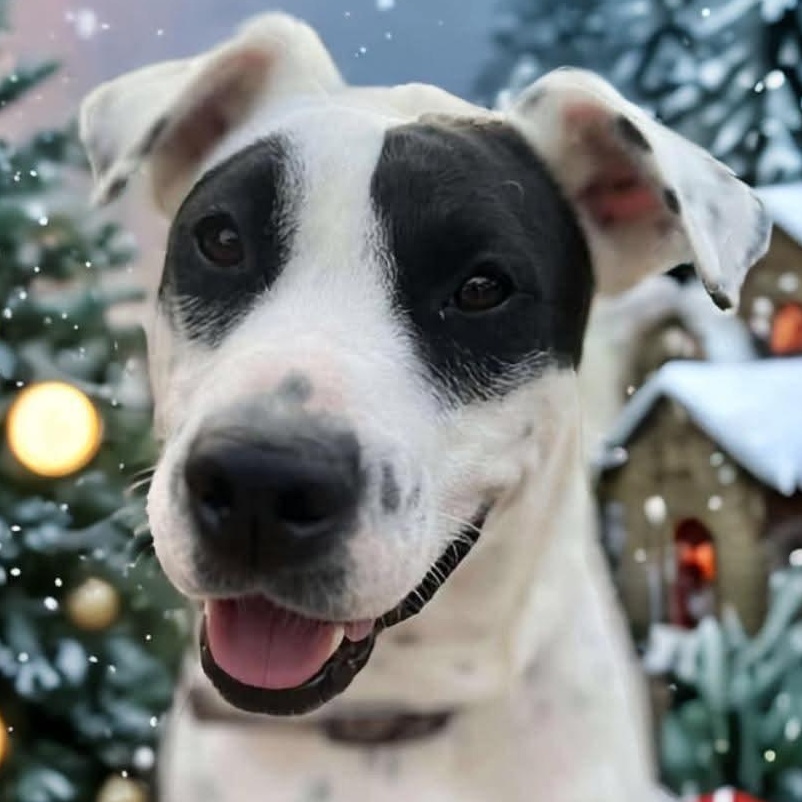 Juliette, Adoptable, Adult Female English Pointer.