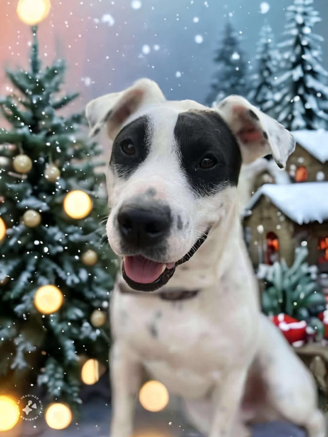 Juliette, Adult Female English Pointer