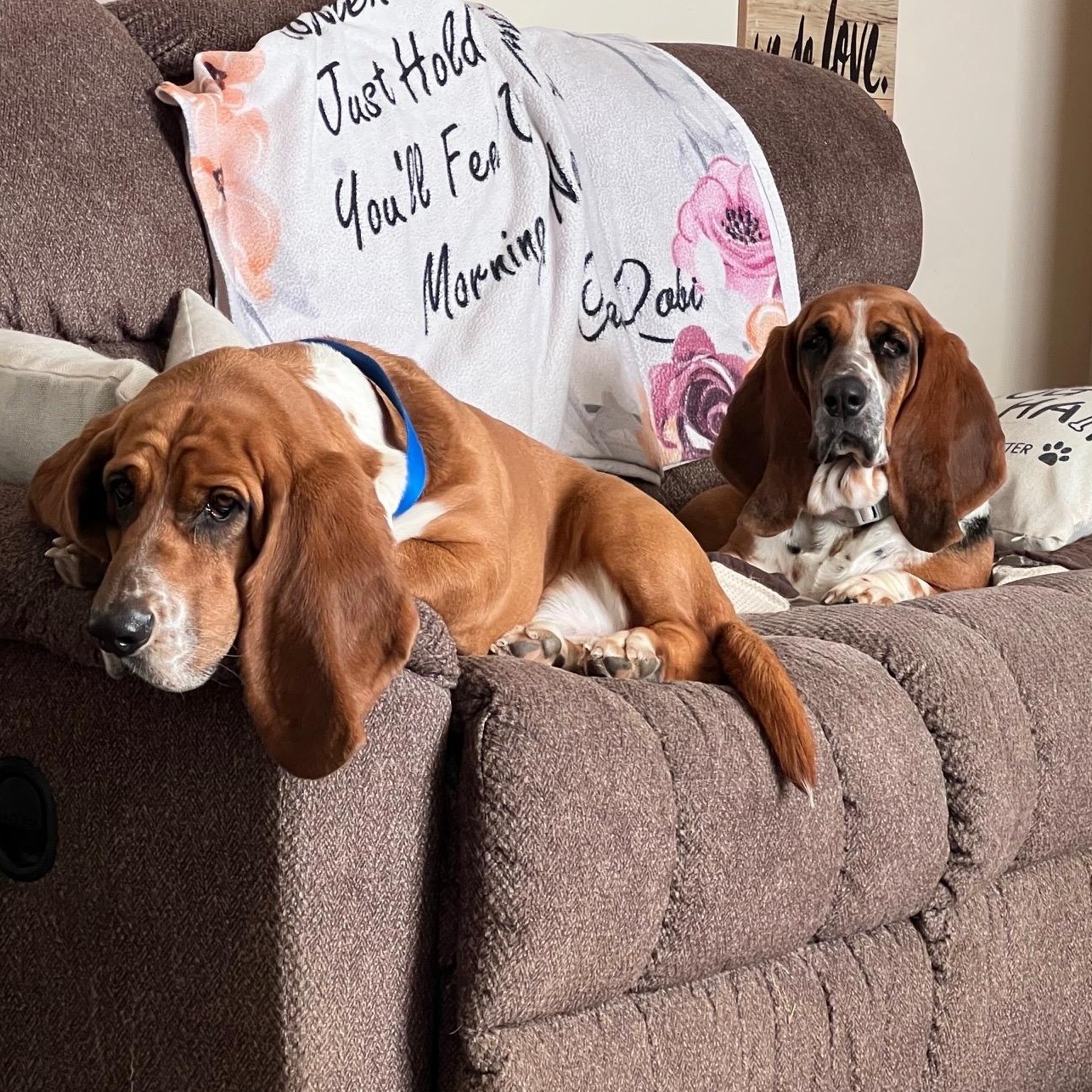 Roscoe and Kimber, Adoptable, Young Male Basset Hound.