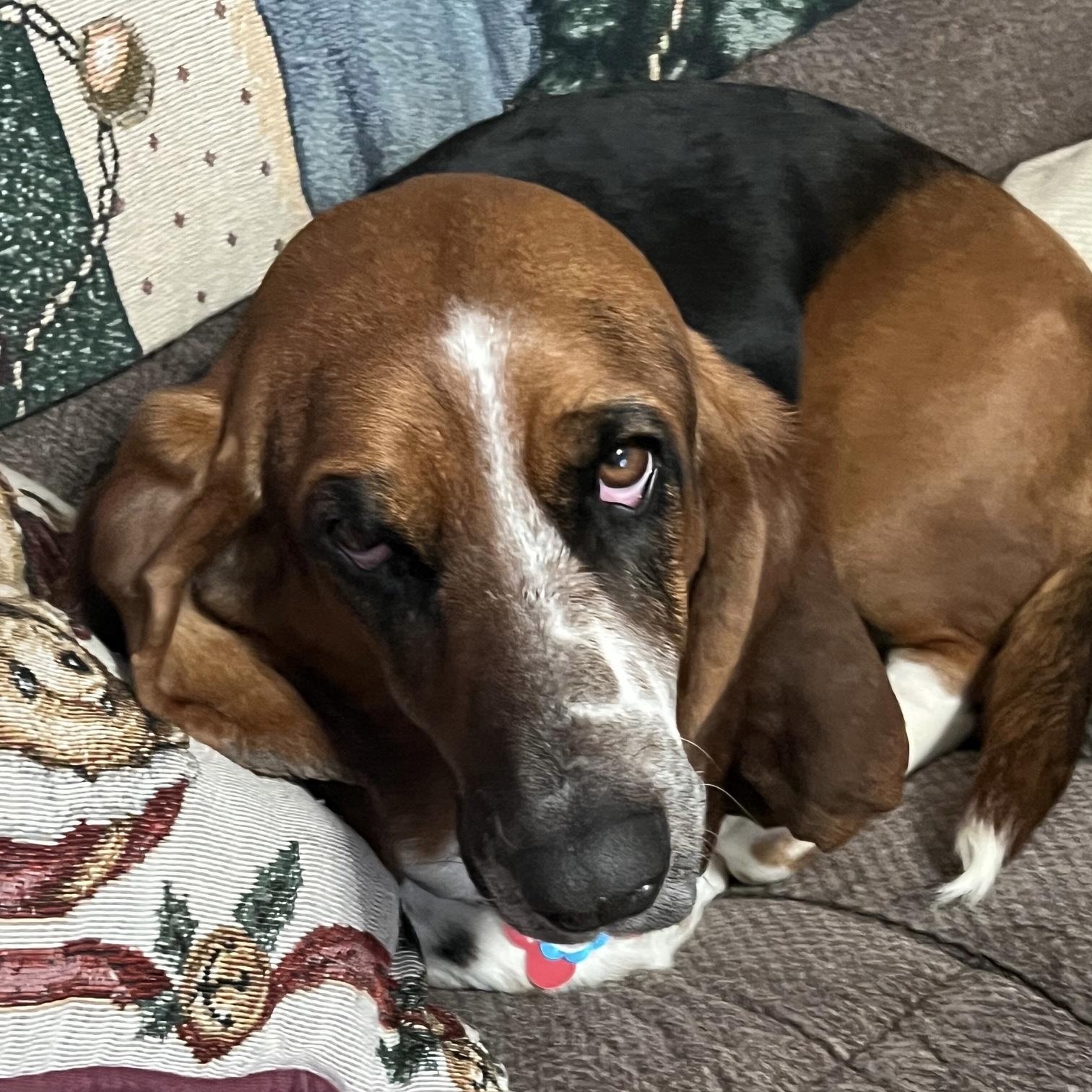 Enlarge Roscoe and Kimber, a Adoptable Basset Hound in Knoxville, TN image 2/5