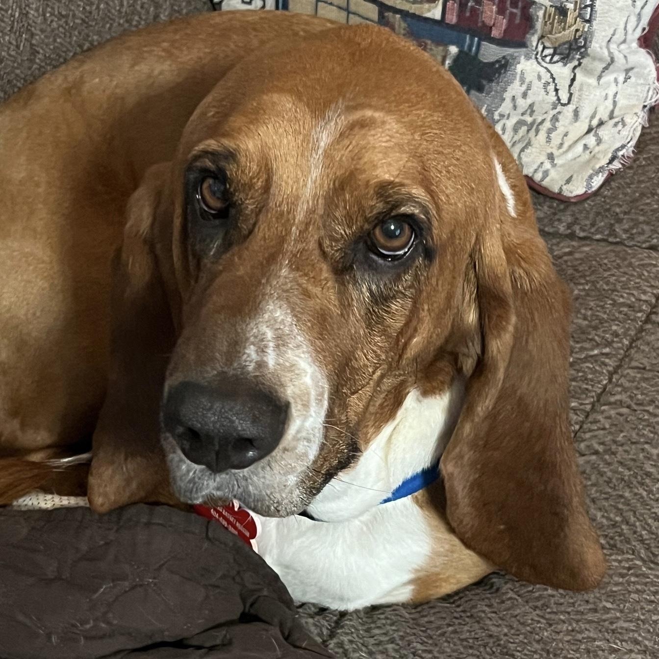 Enlarge Roscoe and Kimber, a Adoptable Basset Hound in Knoxville, TN image 3/5