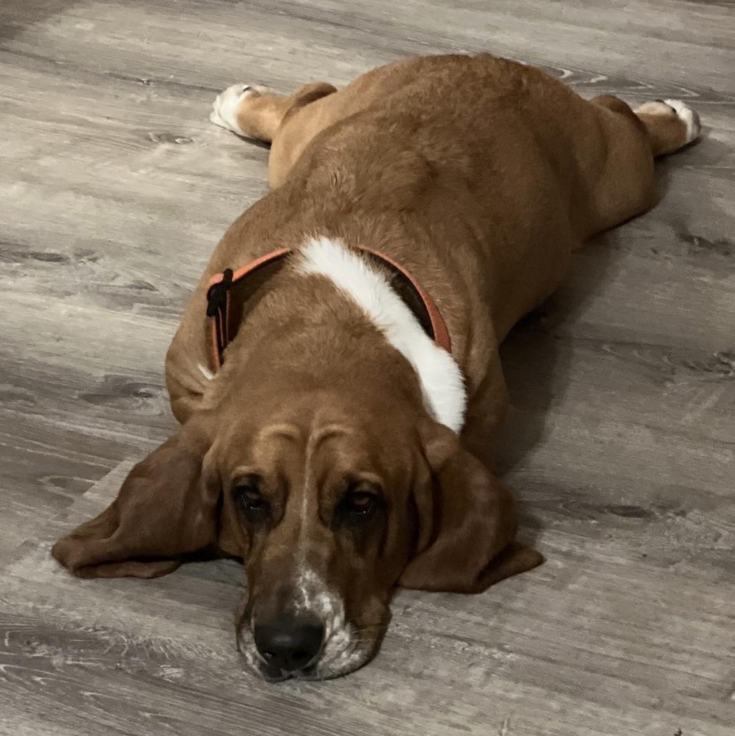 Enlarge Roscoe and Kimber, a Adoptable Basset Hound in Knoxville, TN image 5/5