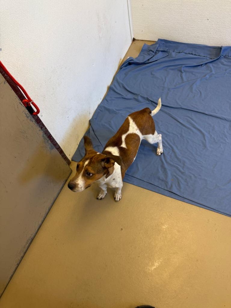 Enlarge Skye-in foster home, a Adoptable mixed breed in South Bend, IN image 1/4