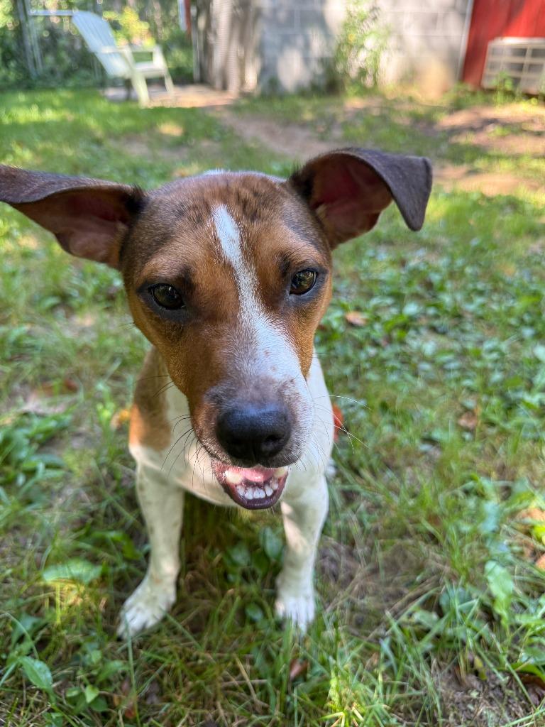 Enlarge Skye-in foster home, a Adoptable mixed breed in South Bend, IN image 2/4