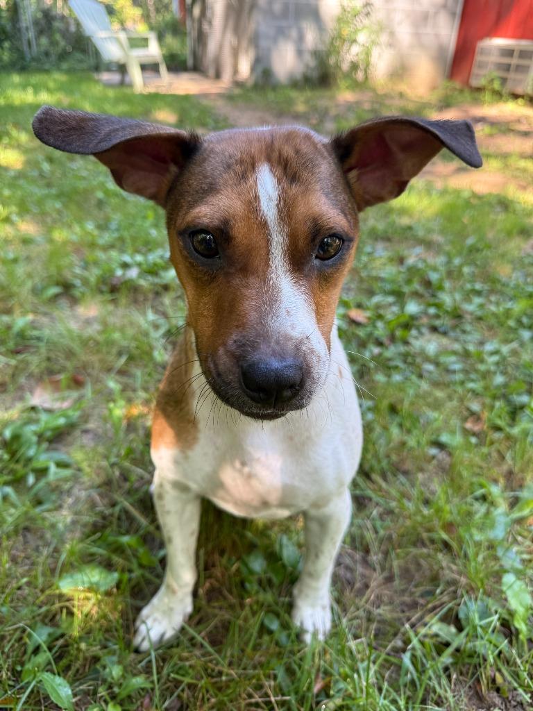 Enlarge Skye-in foster home, a Adoptable mixed breed in South Bend, IN image 3/4