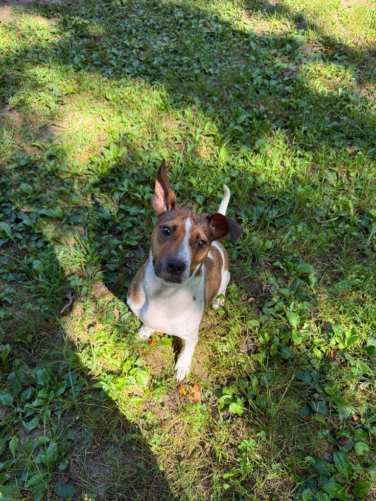 Enlarge Skye-in foster home, a Adoptable mixed breed in South Bend, IN image 4/4