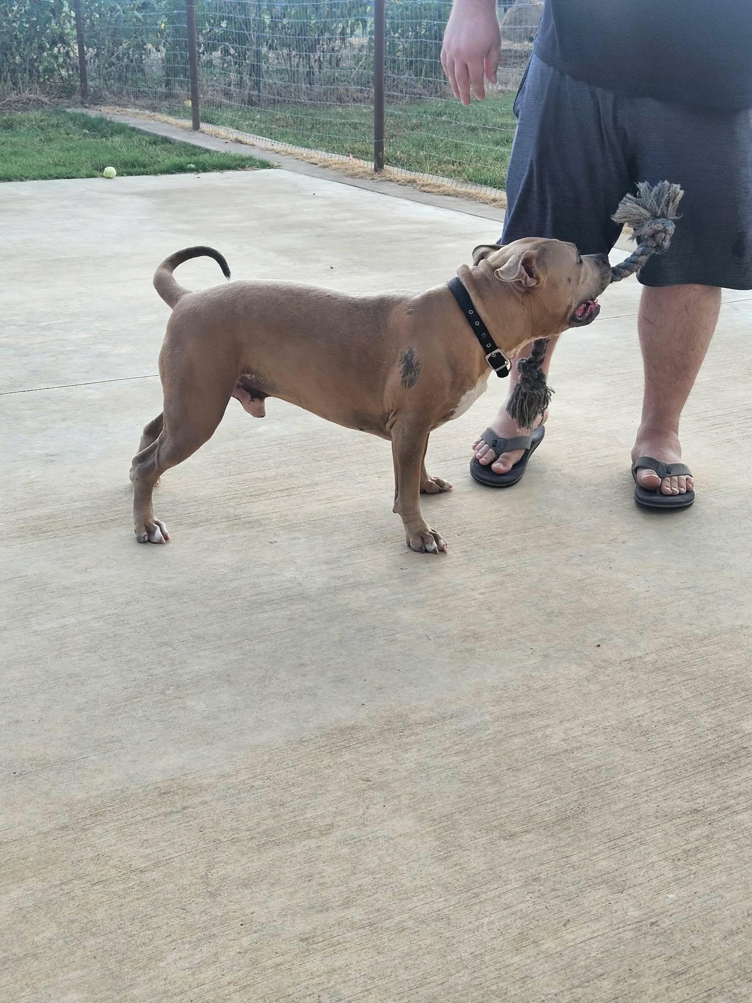 Zues, Adoptable, Adult Male Pit Bull Terrier.