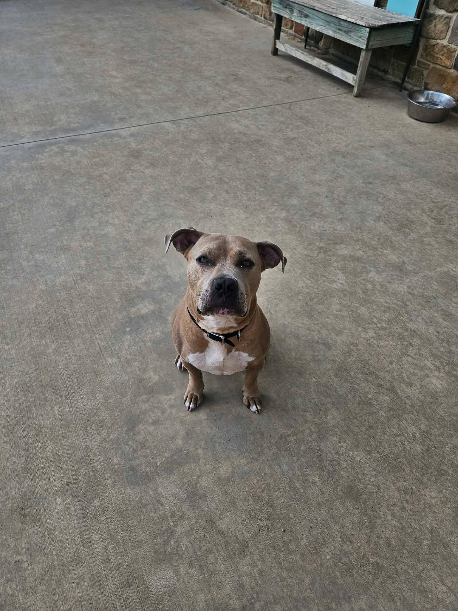 Enlarge Zues, a Adoptable Pit Bull Terrier in Arlee, MT image 2/6