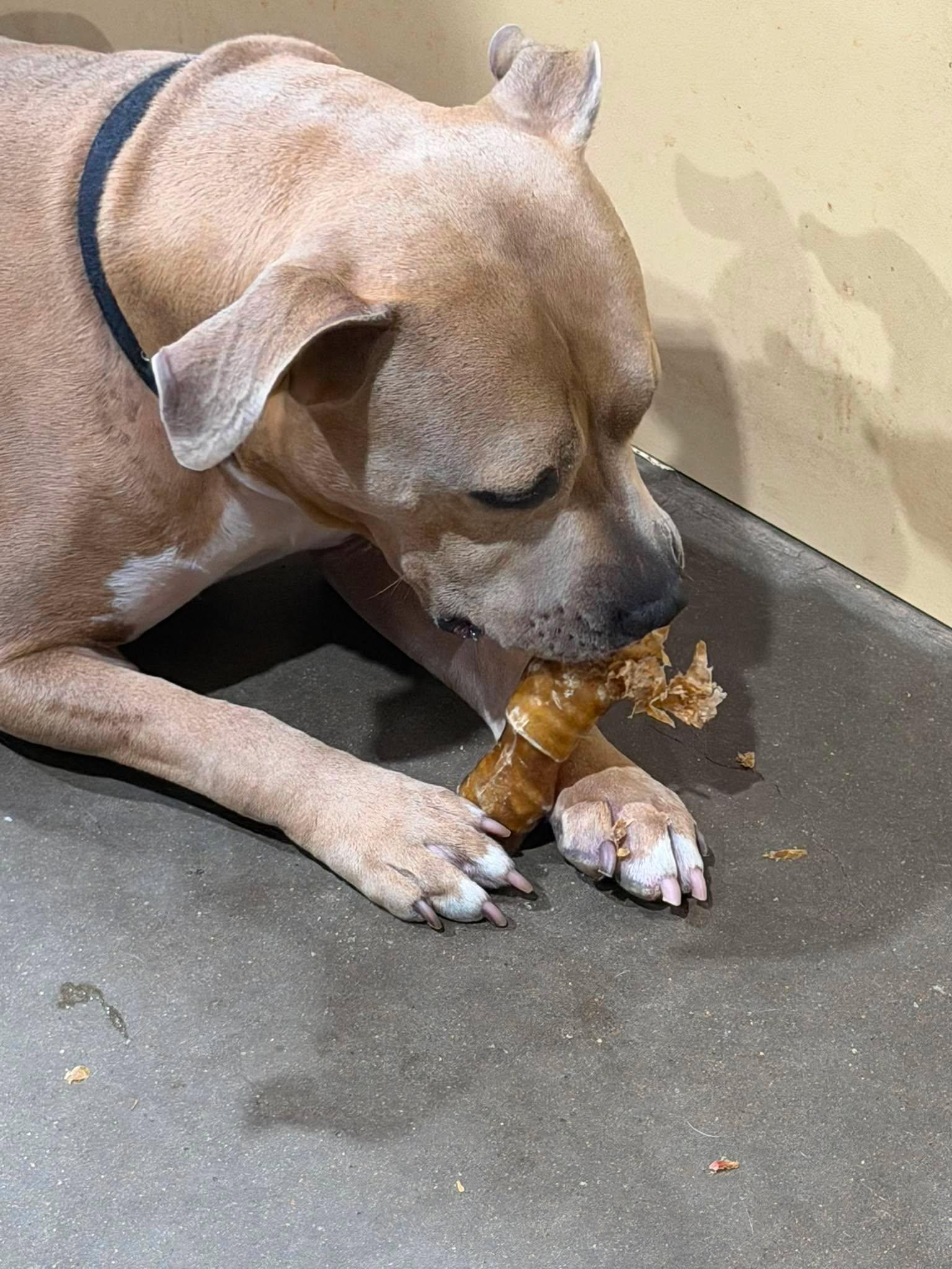 Enlarge Zues, a Adoptable Pit Bull Terrier in Arlee, MT image 3/6