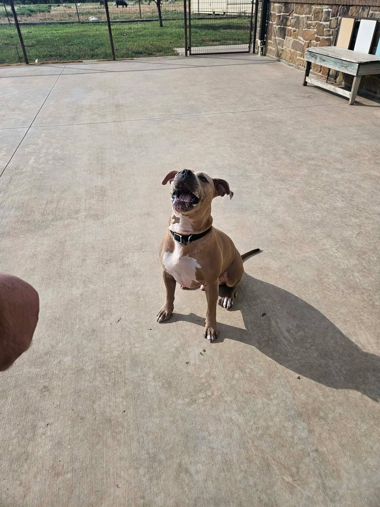 Enlarge Zues, a Adoptable Pit Bull Terrier in Arlee, MT image 4/6