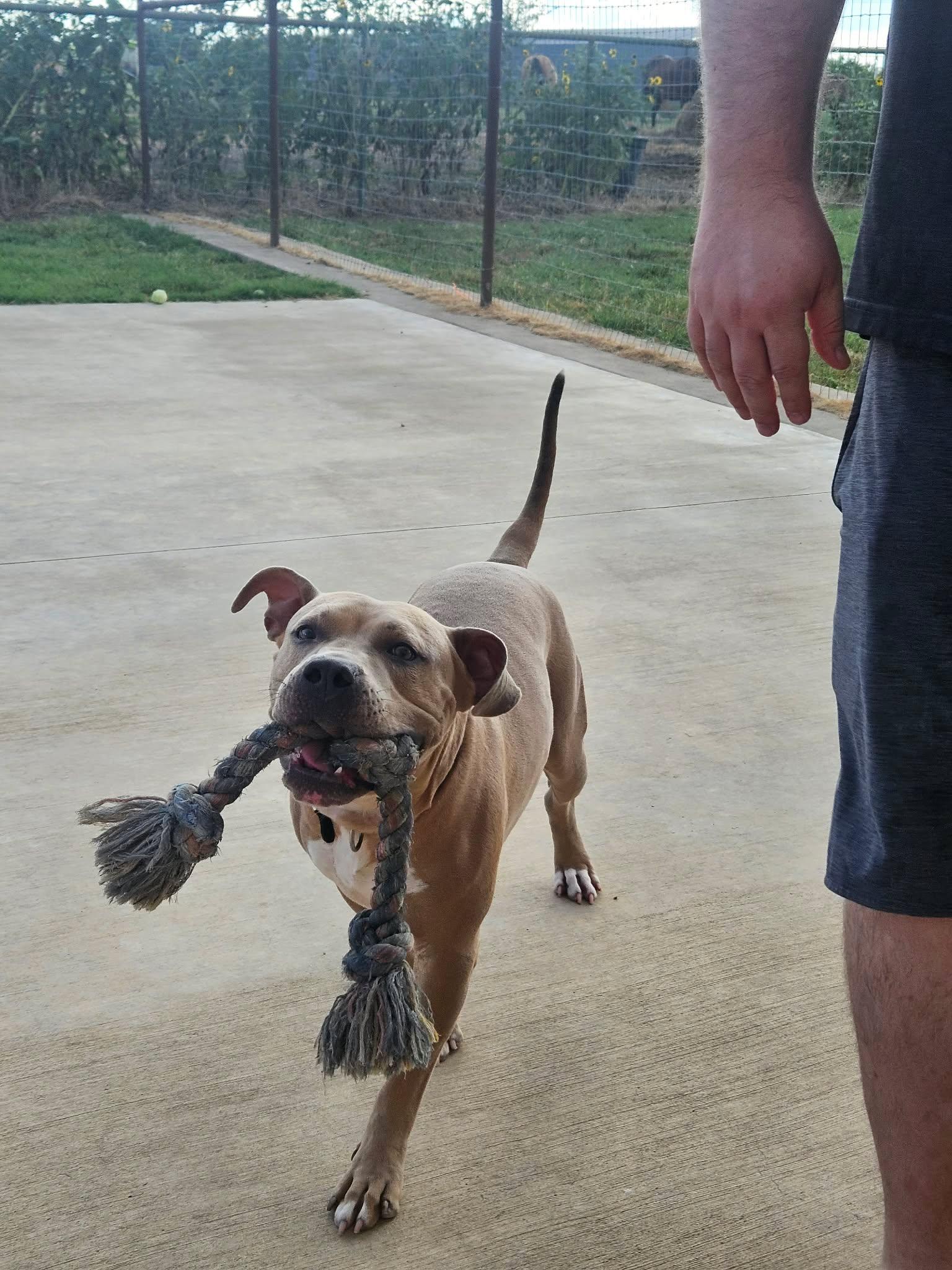 Enlarge Zues, a Adoptable Pit Bull Terrier in Arlee, MT image 5/6