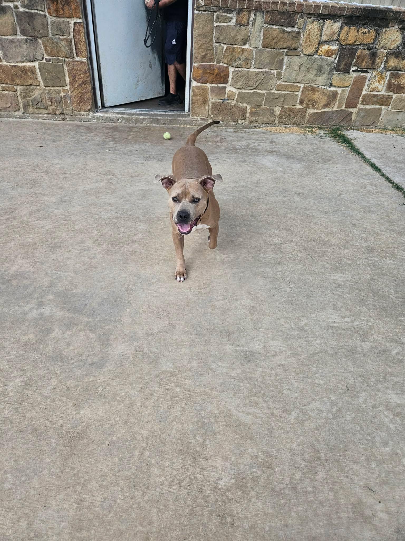 Enlarge Zues, a Adoptable Pit Bull Terrier in Arlee, MT image 6/6