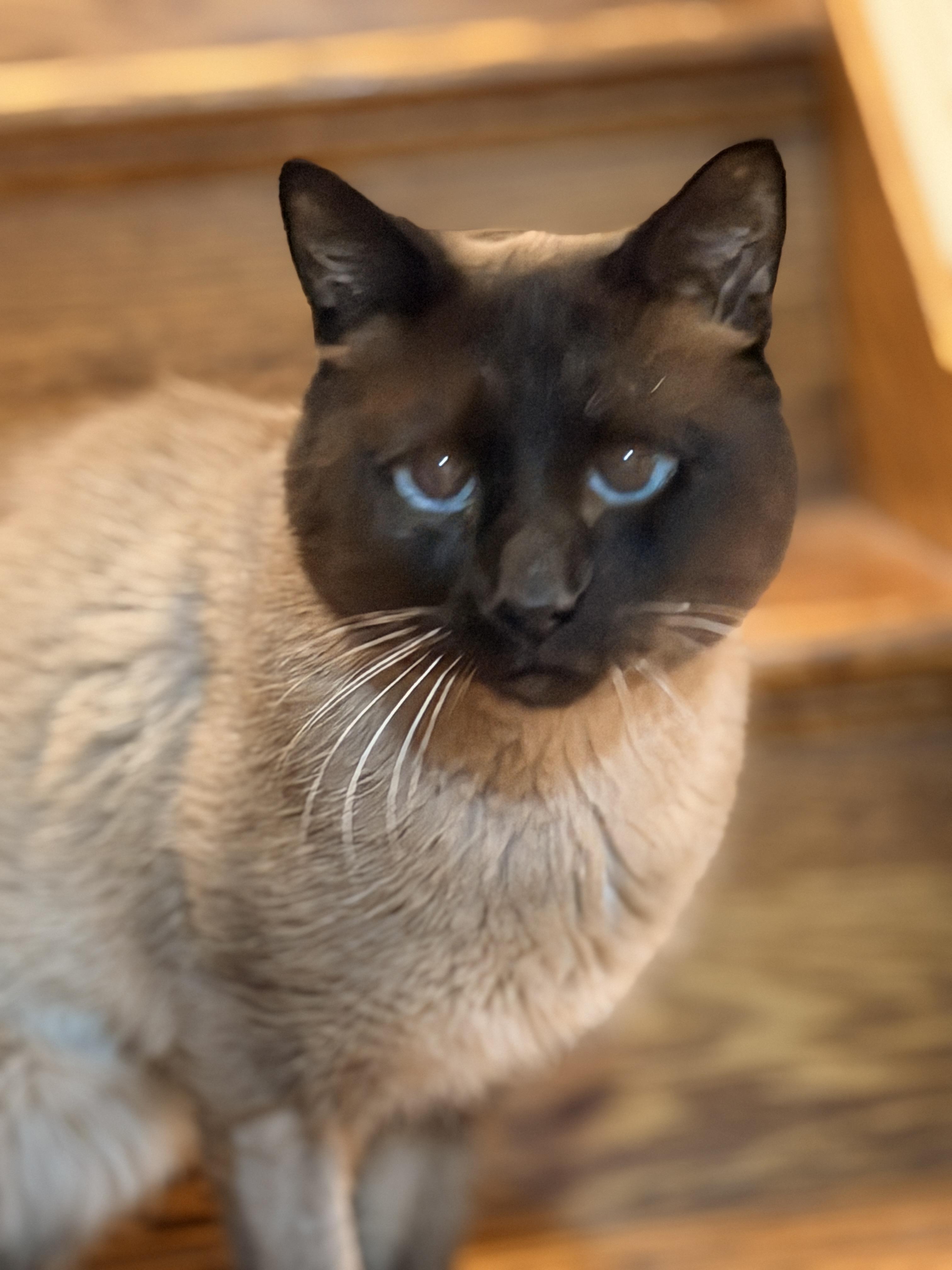 Enlarge Mr. Bigglesworth , an adopted Siamese in Thornwood, NY image 4/6