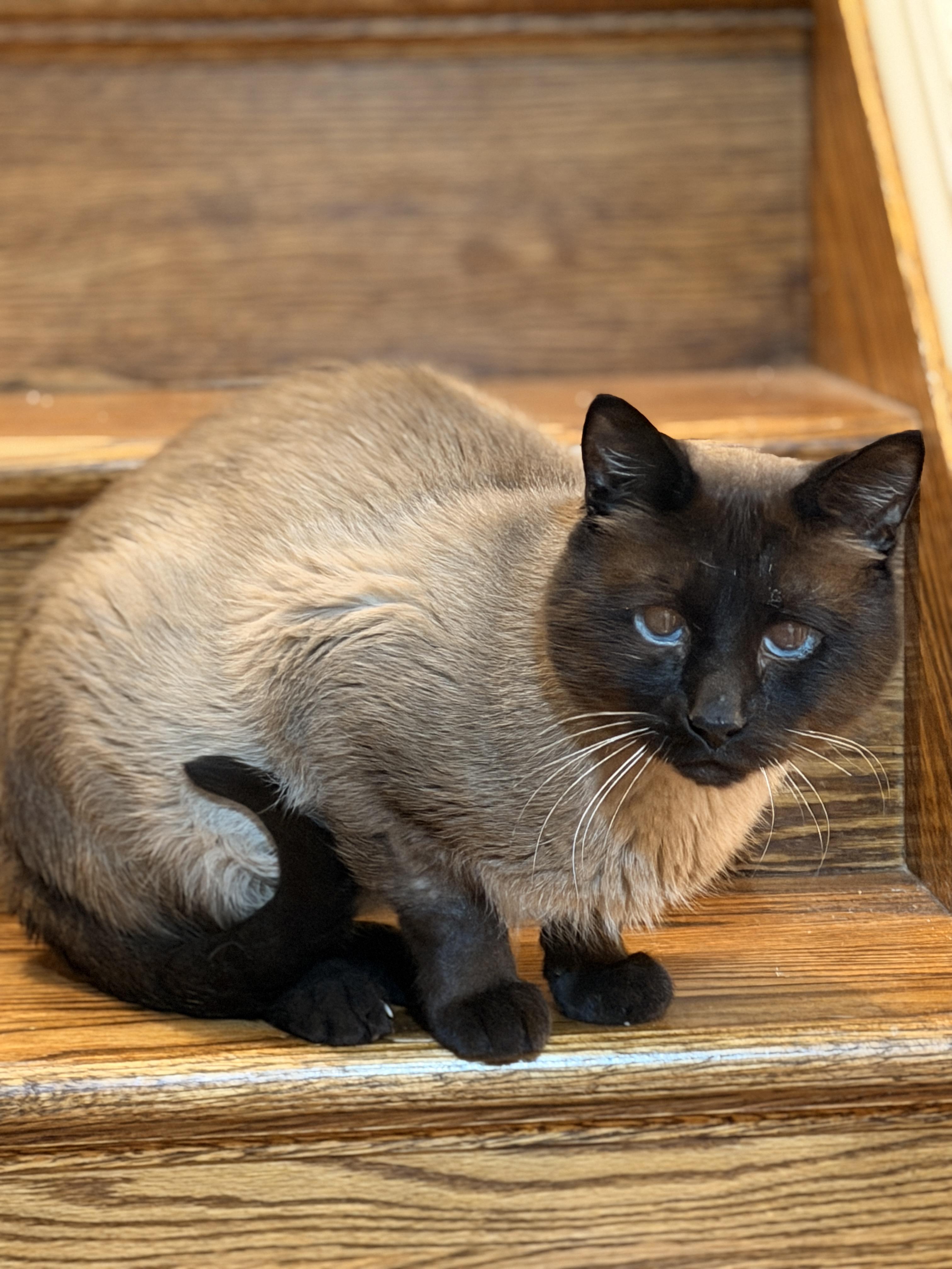 Enlarge Mr. Bigglesworth , an adopted Siamese in Thornwood, NY image 3/6