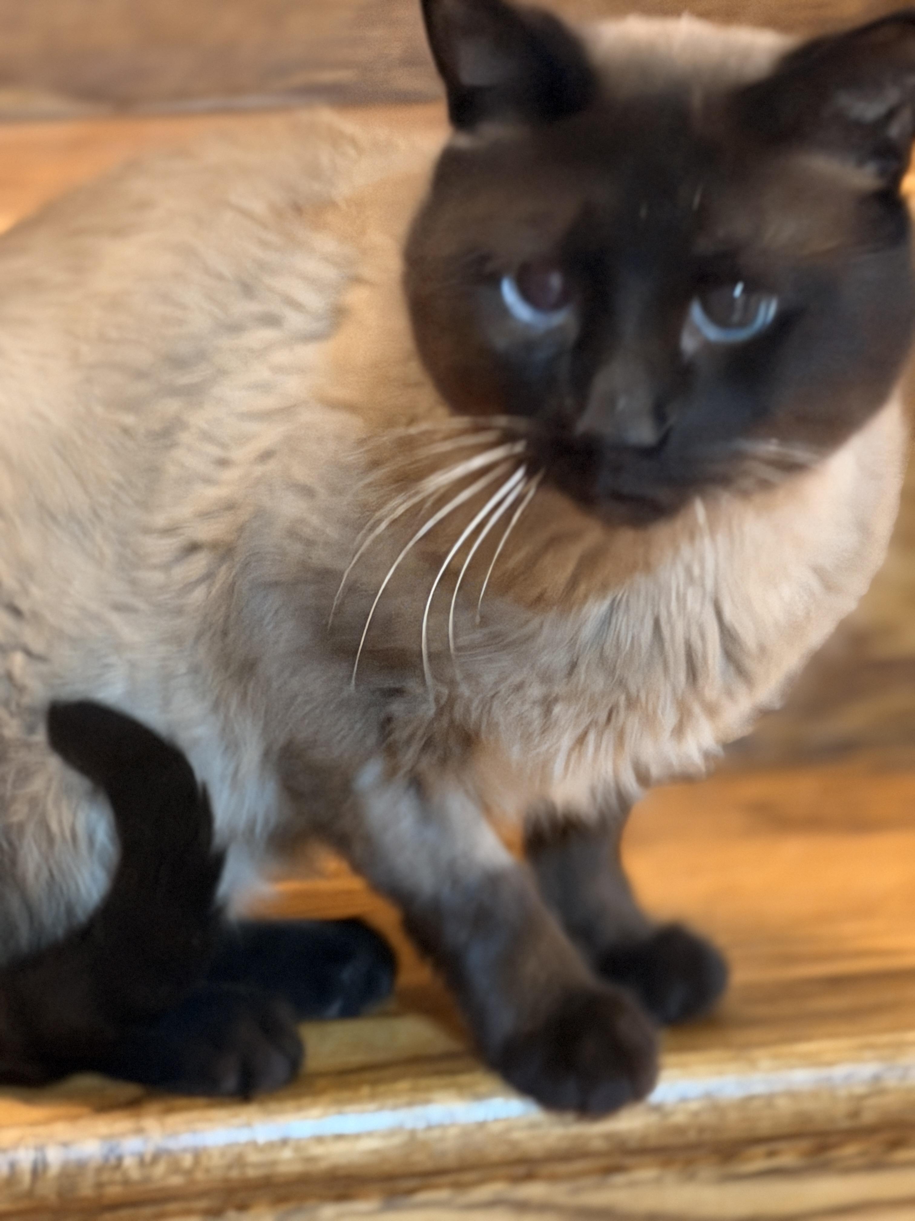 Enlarge Mr. Bigglesworth , an adopted Siamese in Thornwood, NY image 6/6