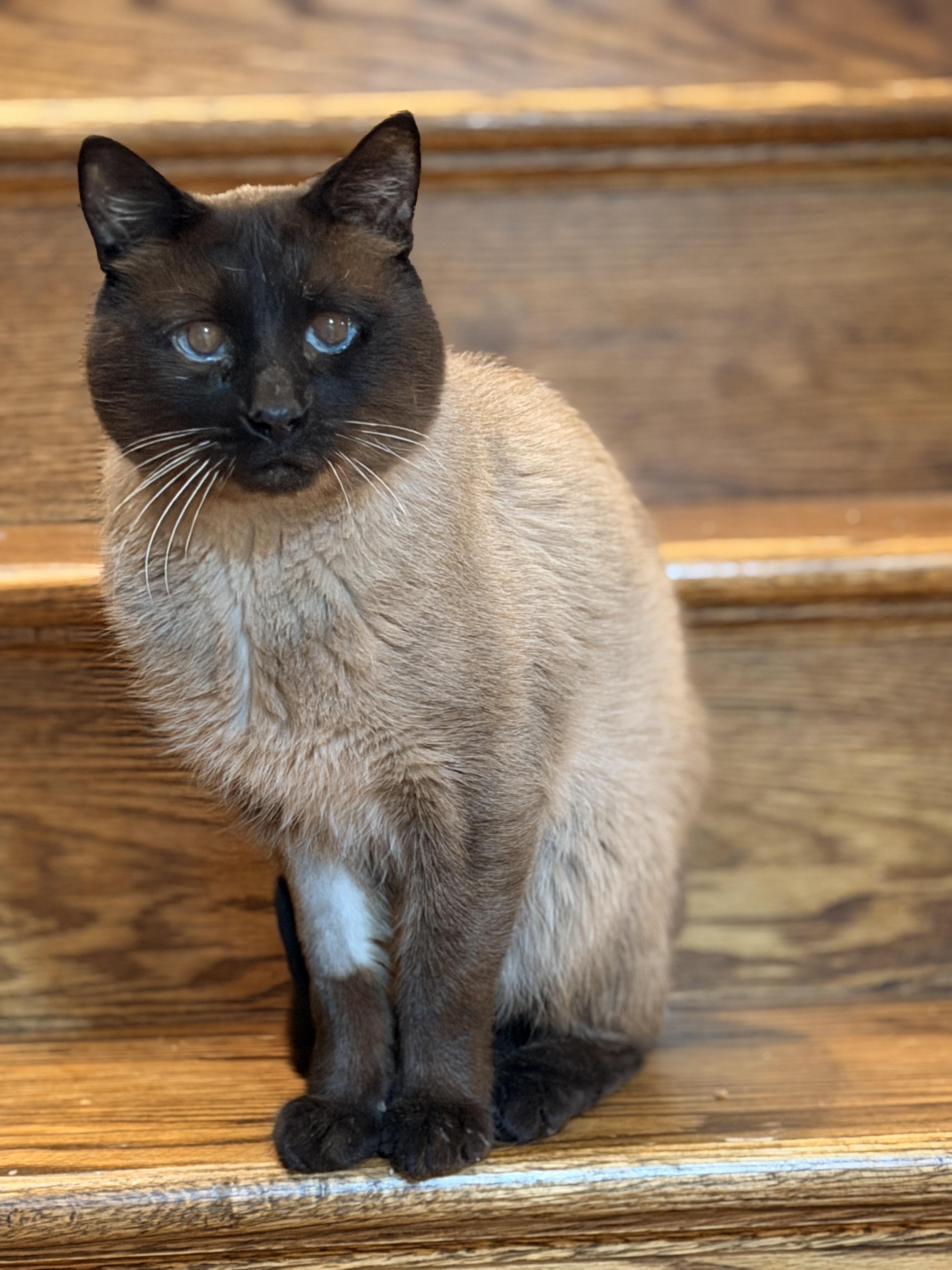 Enlarge Mr. Bigglesworth , an adopted Siamese in Thornwood, NY image 1/6