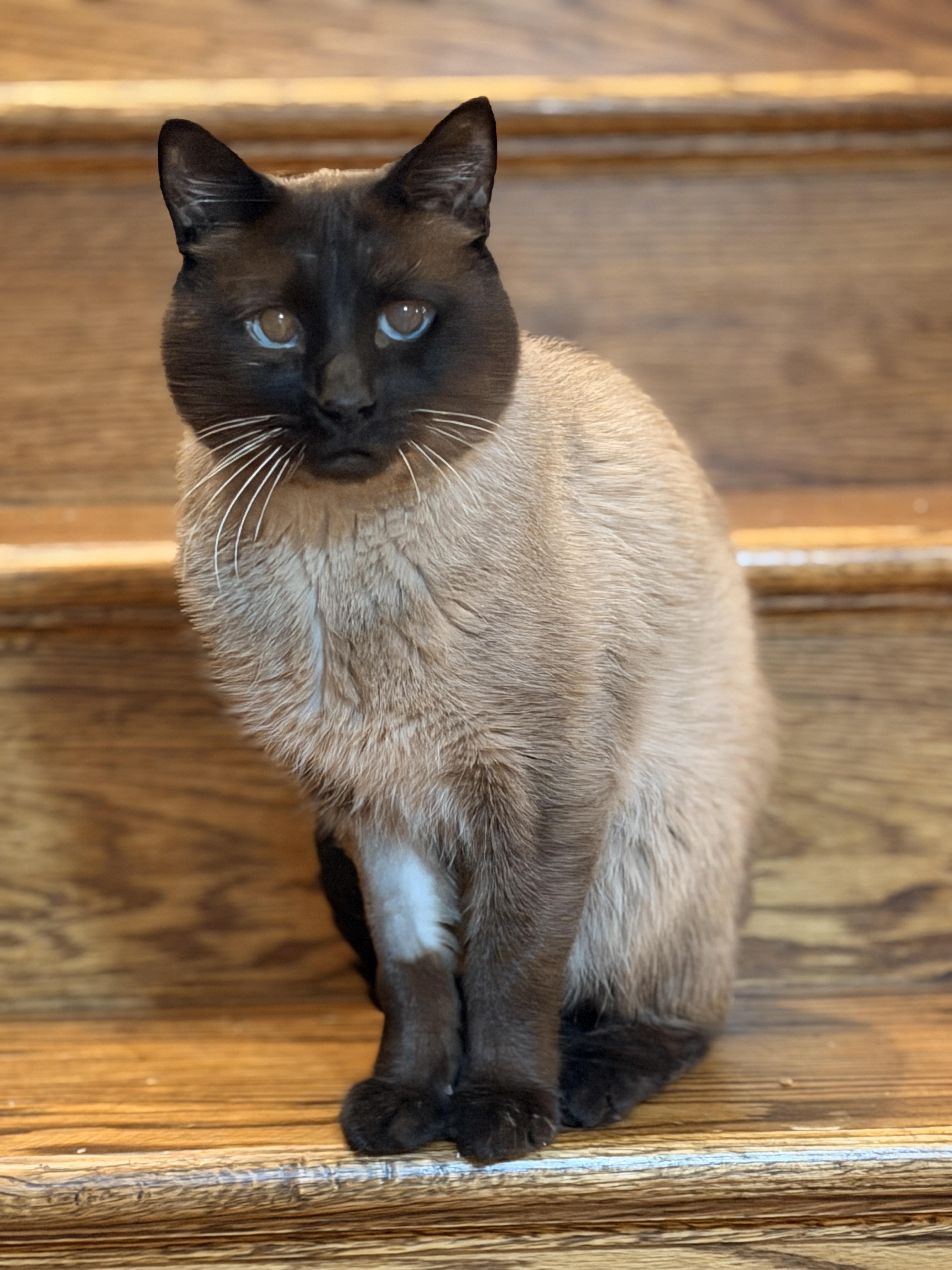 Enlarge Mr. Bigglesworth , an adopted Siamese in Thornwood, NY image 2/6