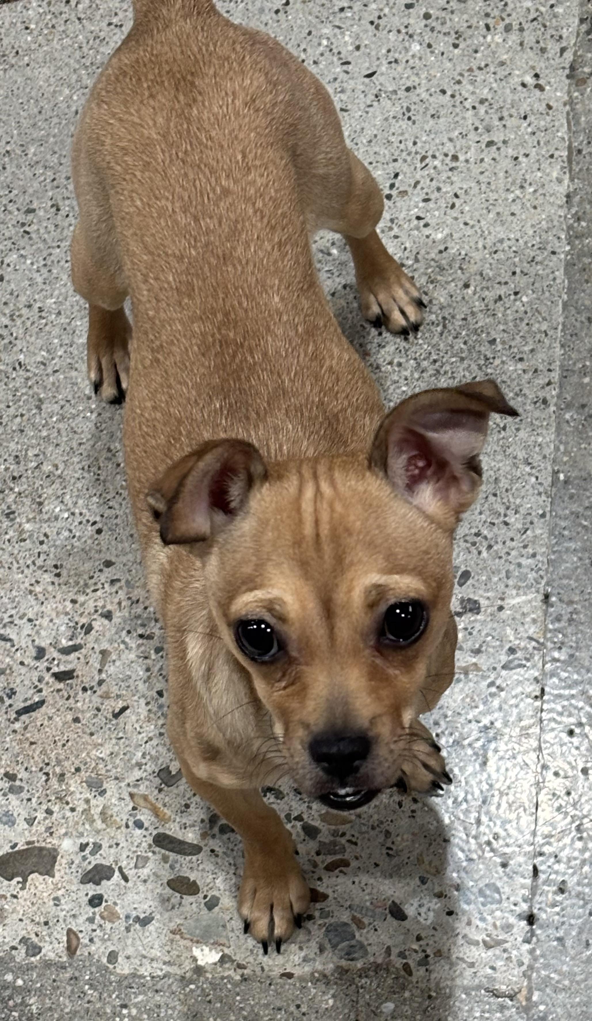 Enlarge Cookie Lee, a ADOPTABLE Chihuahua in Thousand Oaks, CA image 2/3