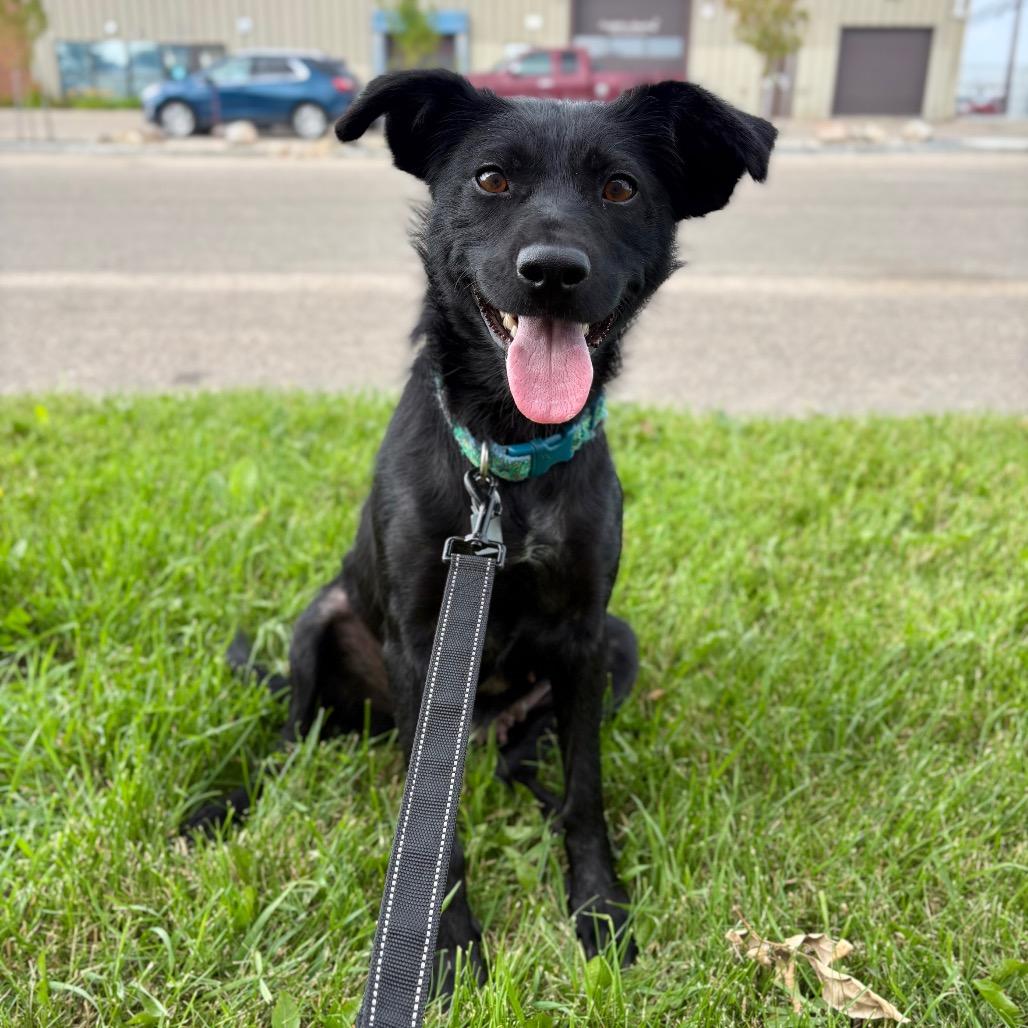 Ocean, Adoptable, Adult Female Mixed Breed.