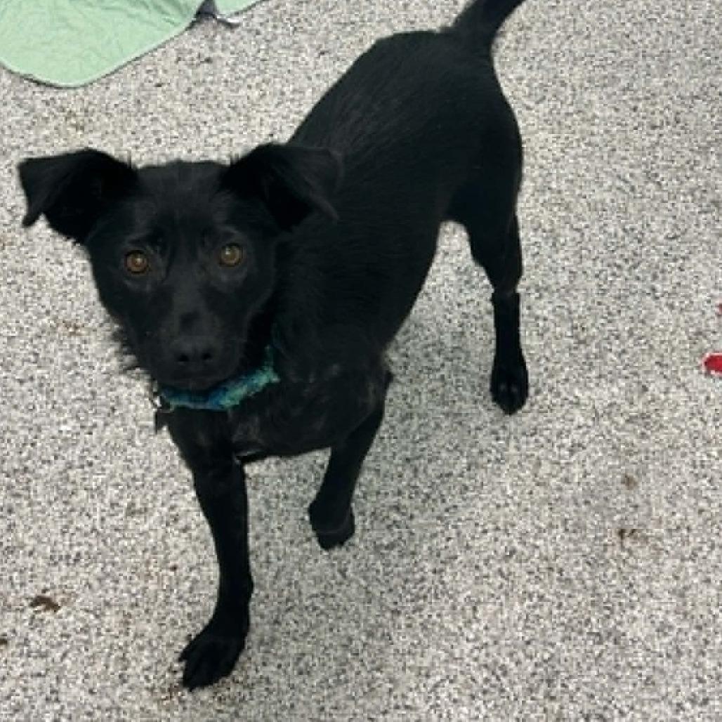 Ocean, a Adoptable Mixed Breed in Saskatoon, SK image 2/3