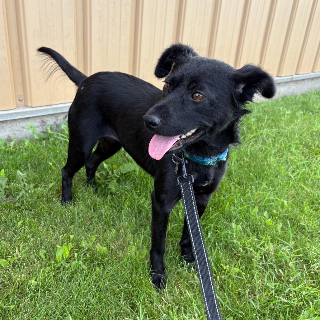 Ocean, a Adoptable Mixed Breed in Saskatoon, SK image 3/3
