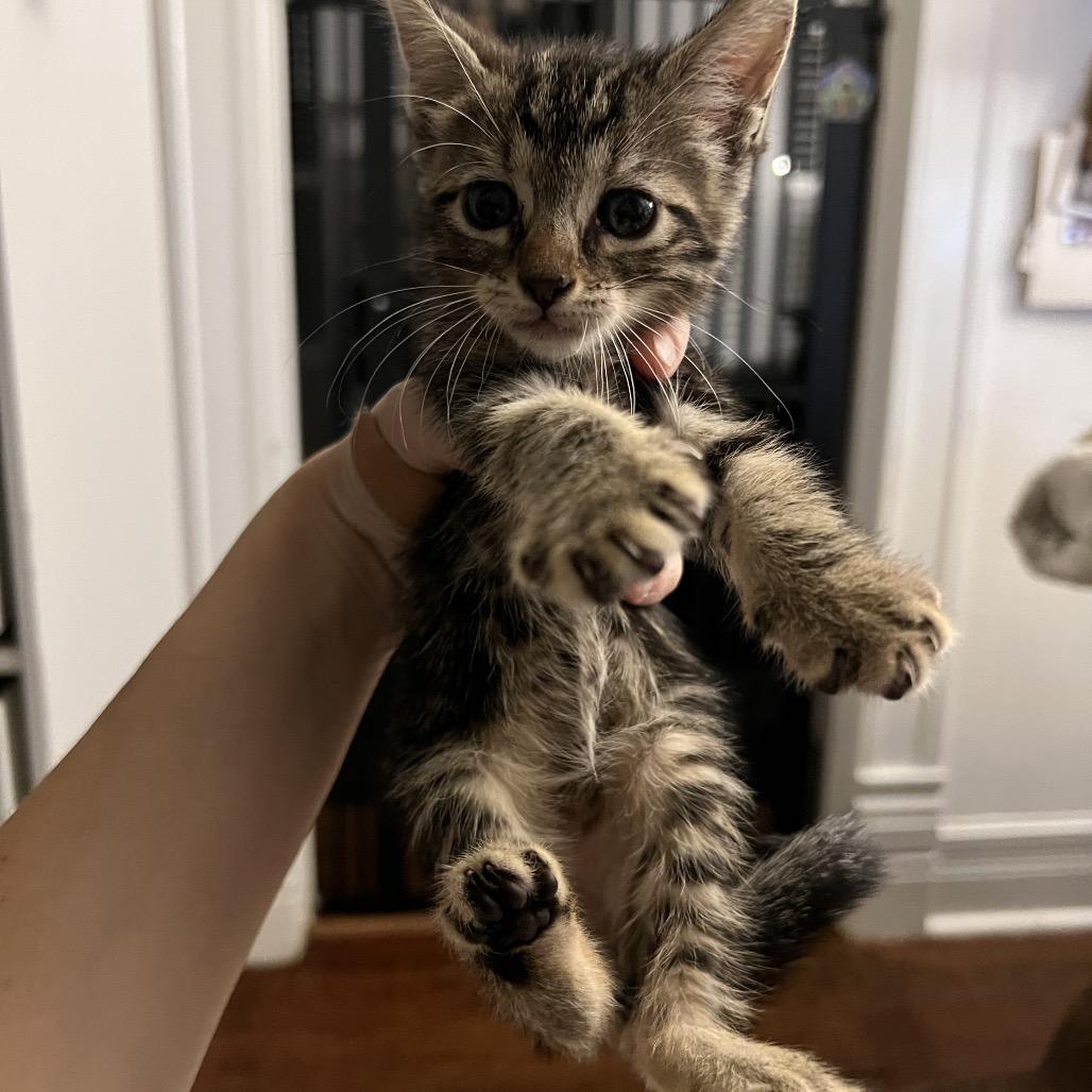 MARCH, Adoptable, Young Female Domestic Short Hair.