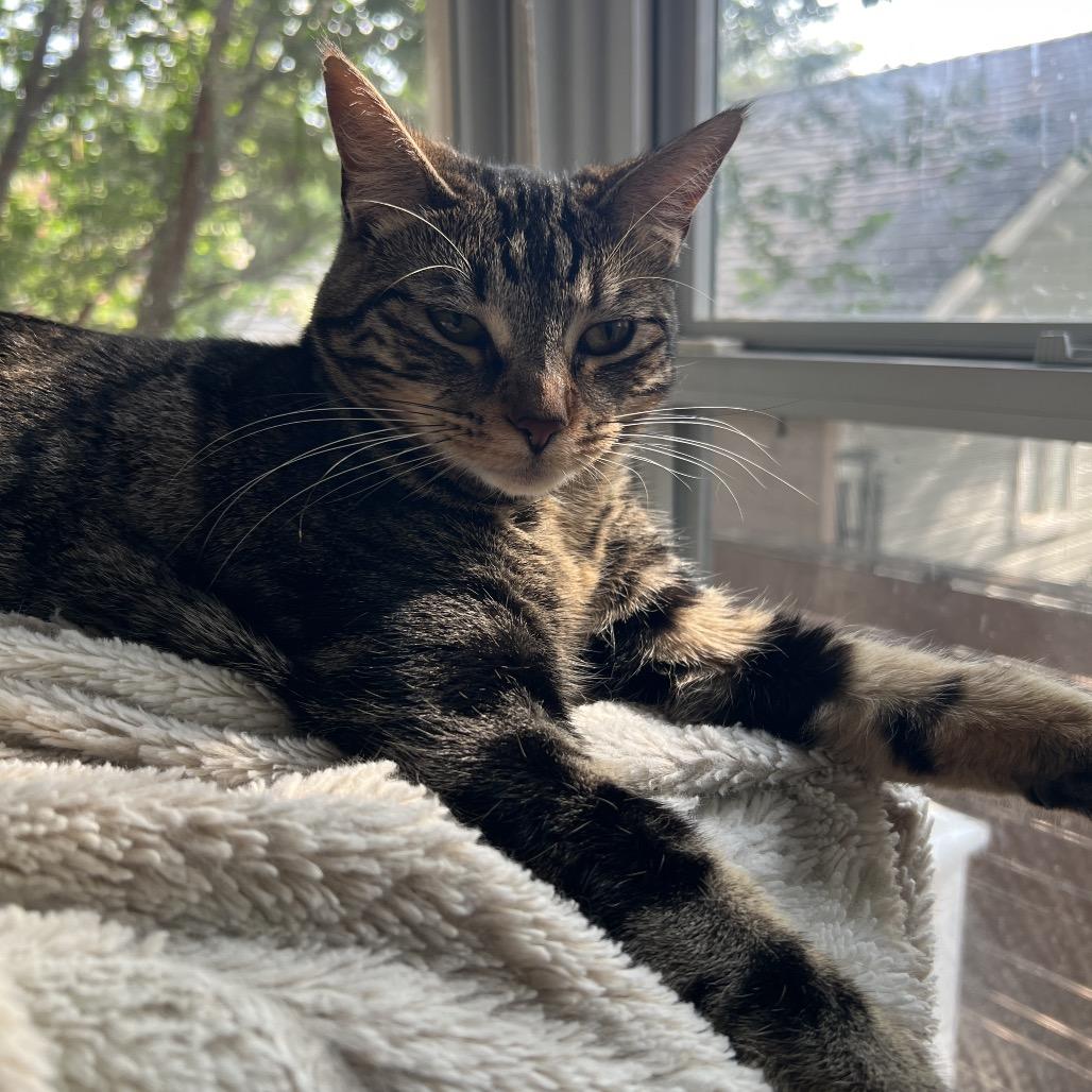 MARCH, a Adoptable Domestic Short Hair in San Antonio, TX image 3/4