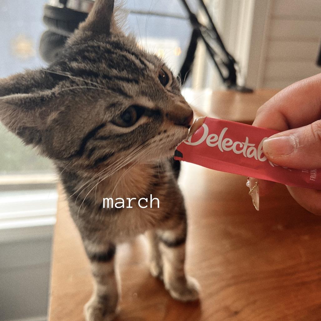 MARCH, a Adoptable Domestic Short Hair in San Antonio, TX image 3/4