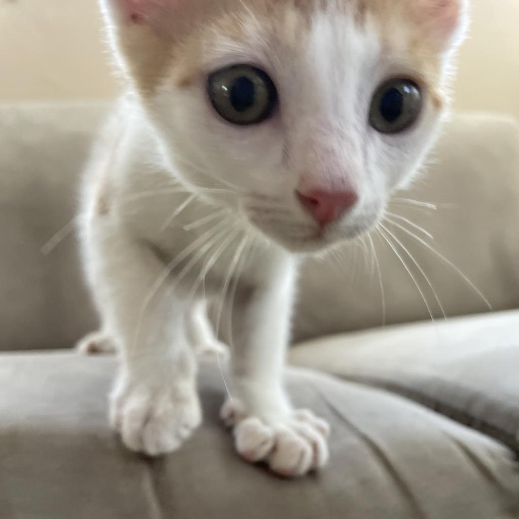 Enlarge Bumblebee, a Adopted Domestic Short Hair in Hollywood, FL image 1/4