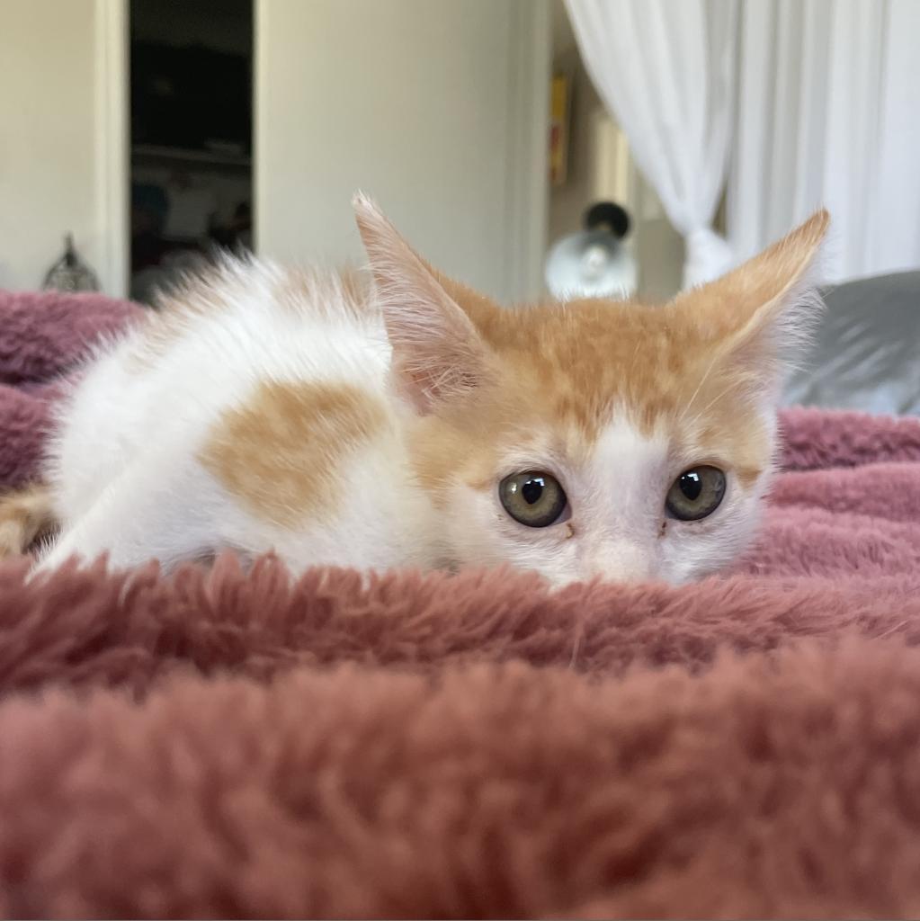 Enlarge Bumblebee, a Adopted Domestic Short Hair in Hollywood, FL image 2/4