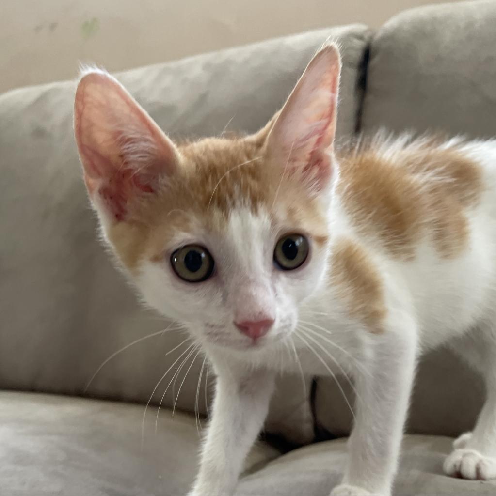 Enlarge Bumblebee, a Adopted Domestic Short Hair in Hollywood, FL image 3/4