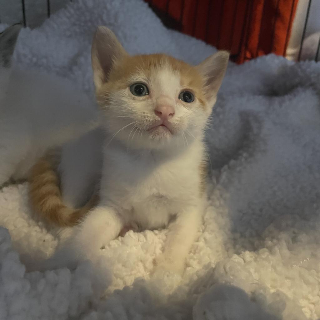 Enlarge Bumblebee, a Adopted Domestic Short Hair in Hollywood, FL image 4/4