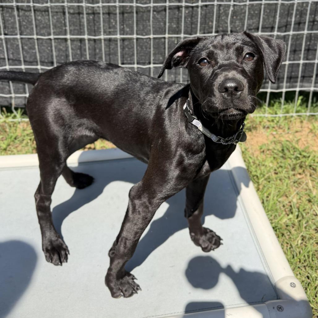 Mia, Adoptable, Puppy Female Mixed Breed.