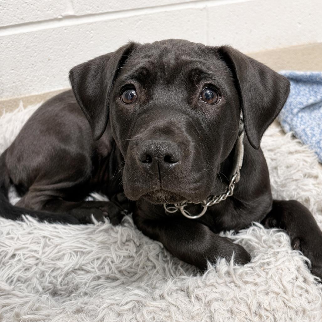 Enlarge Mia, a Adoptable Mixed Breed in Marshall, VA image 2/3